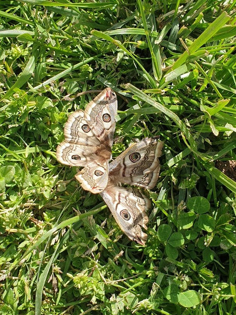 Saturnia pavoniella/pavonia