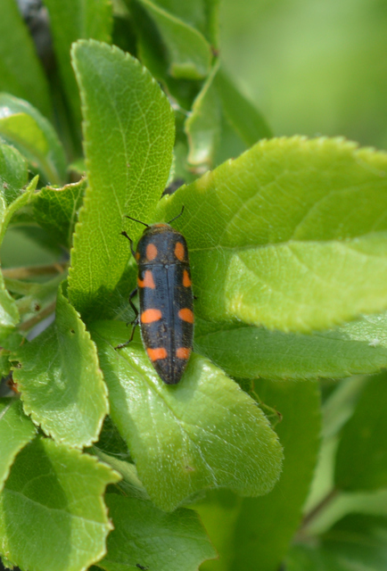 Ptosima undecimmaculata - sárgafoltos díszbogár