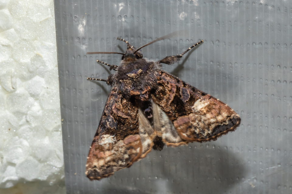 Euplexia lucipara - szeder-csipkésbagoly