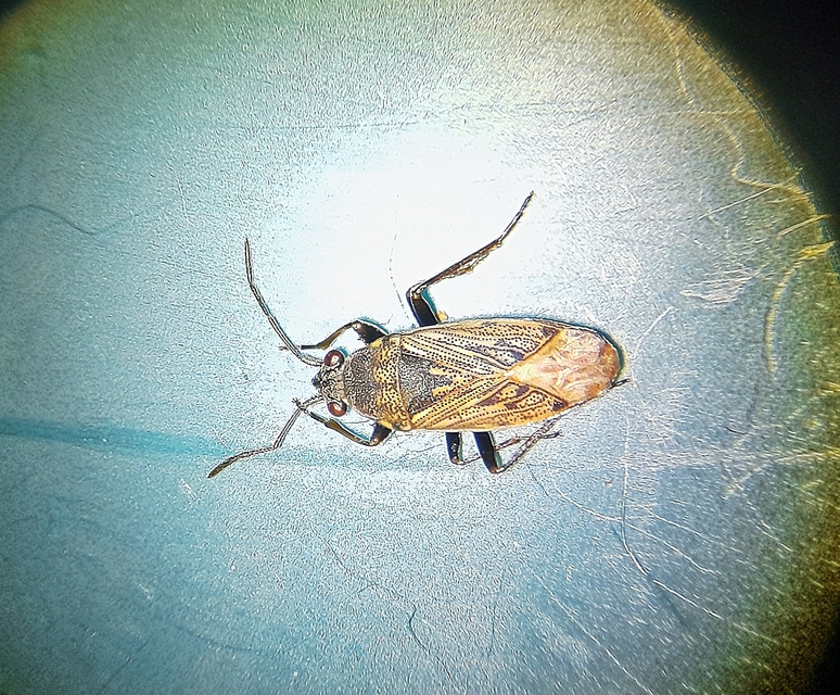 Peritrechus geniculatus - vastagcsápú feketésbodobács
