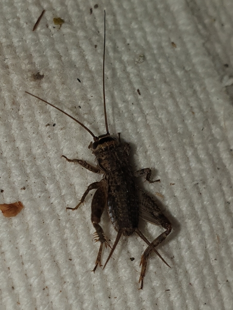 Eumodicogryllus bordigalensis - bordói tücsök