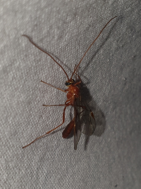 Ophion obscuratus