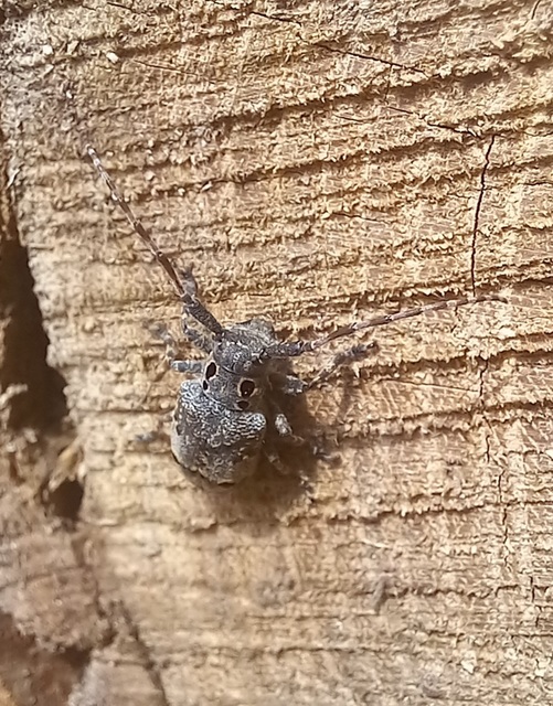 Mesosa curculionoides - szemfoltos cincér