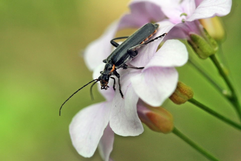 Cantharidae - lágybogárfélék