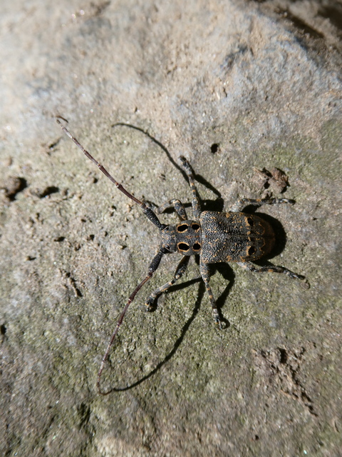 Mesosa curculionoides - szemfoltos cincér