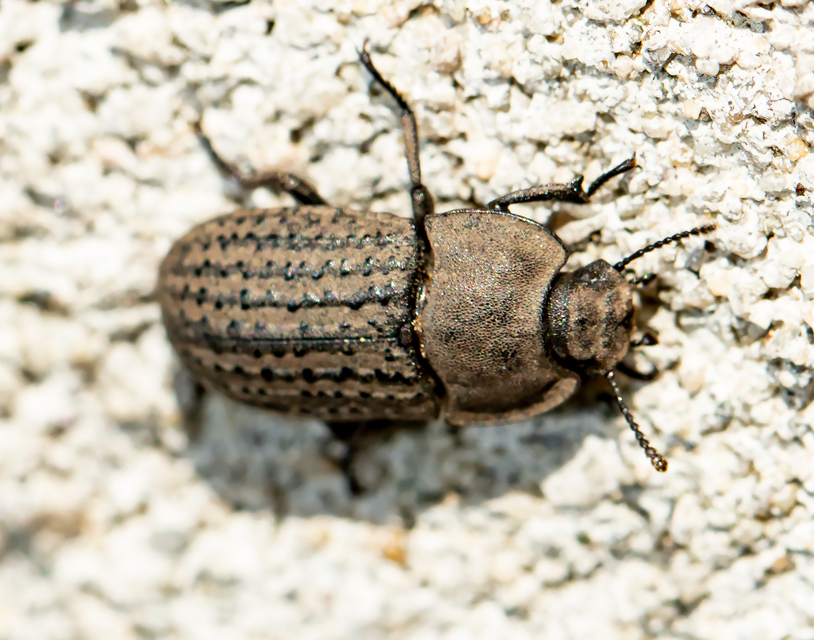 Opatrum sabulosum - sároshátú gyászbogár