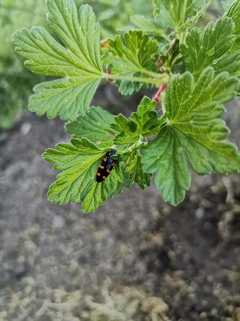 Ptosima undecimmaculata - sárgafoltos díszbogár