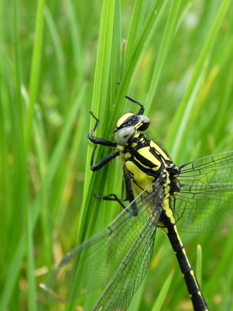 Gomphus vulgatissimus - feketelábú folyami-szitakötő