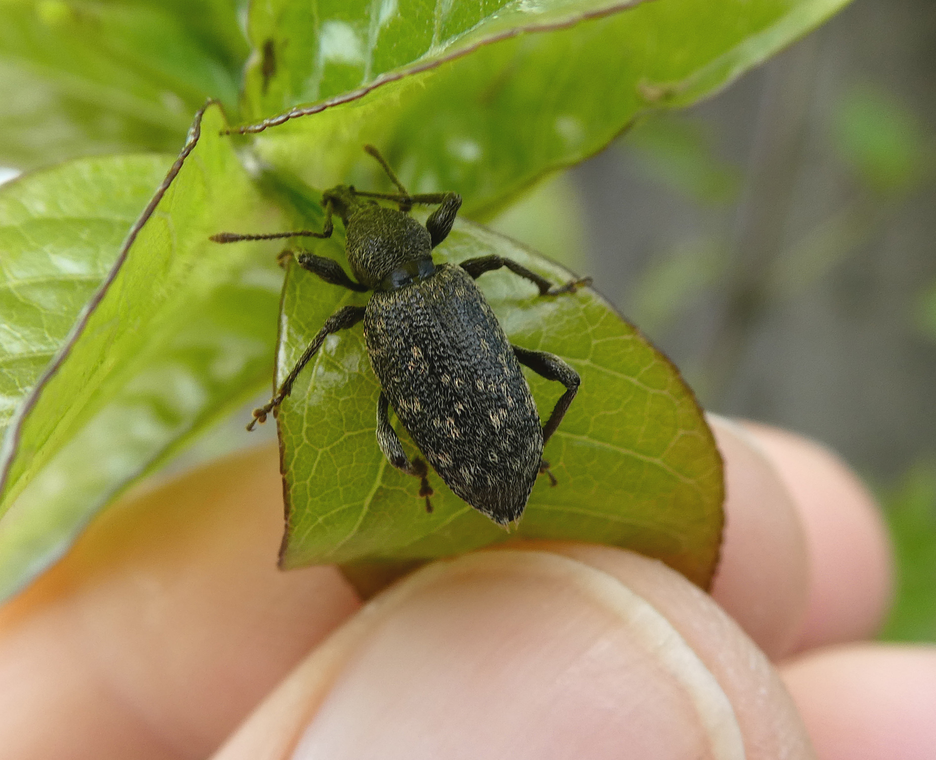 Otiorhynchus perdix - lapos gyalogormányos