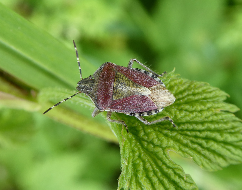 Dolycoris baccarum - közönséges bogyómászó-poloska Dolycoris baccarum - közönséges bogyómászó-poloska
