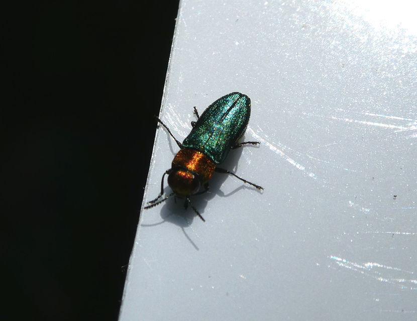 Anthaxia nitidula - ragyogó virágdíszbogár