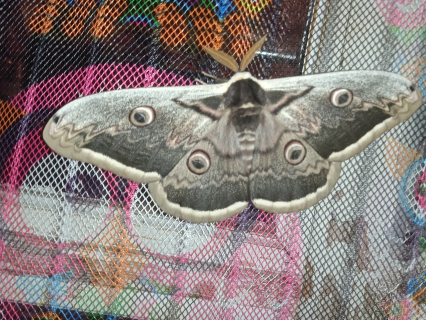 Saturnia pyri - nagy pávaszem
