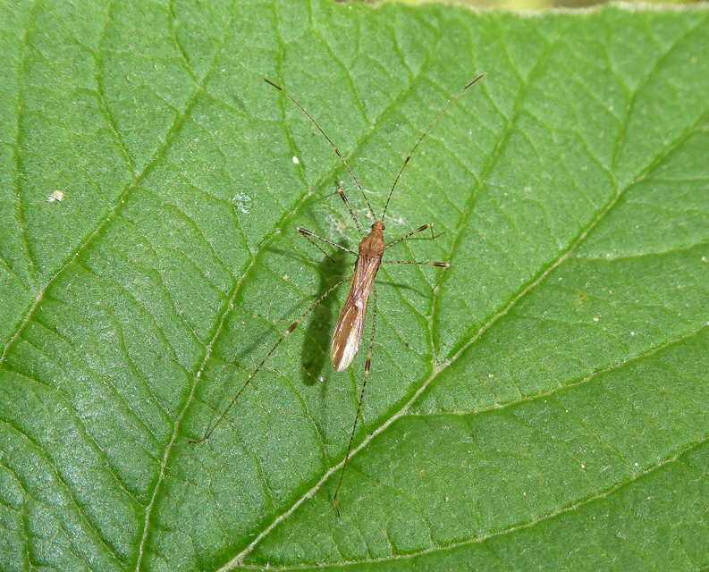 Metatropis rufescens - varázslófű-szúnyogpoloska