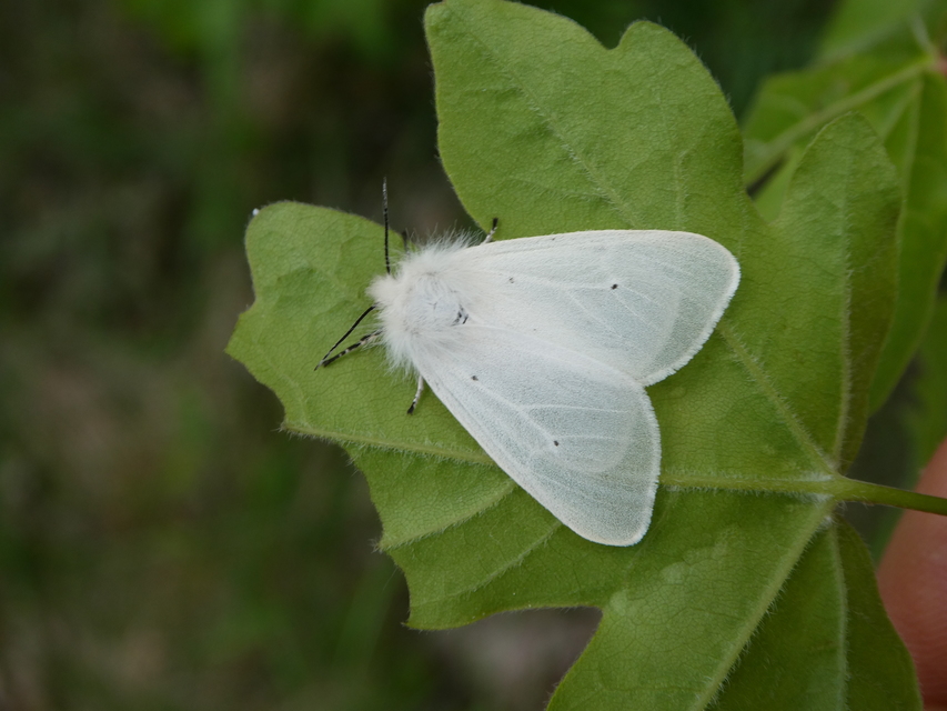Diaphora mendica - felemás medvelepke