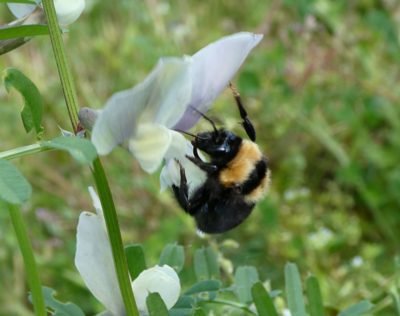 Bombus argillaceus - délvidéki poszméh