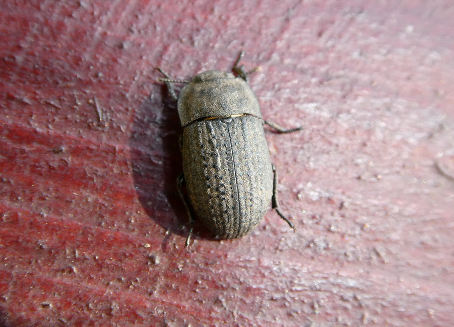 Opatrum sabulosum - sároshátú gyászbogár