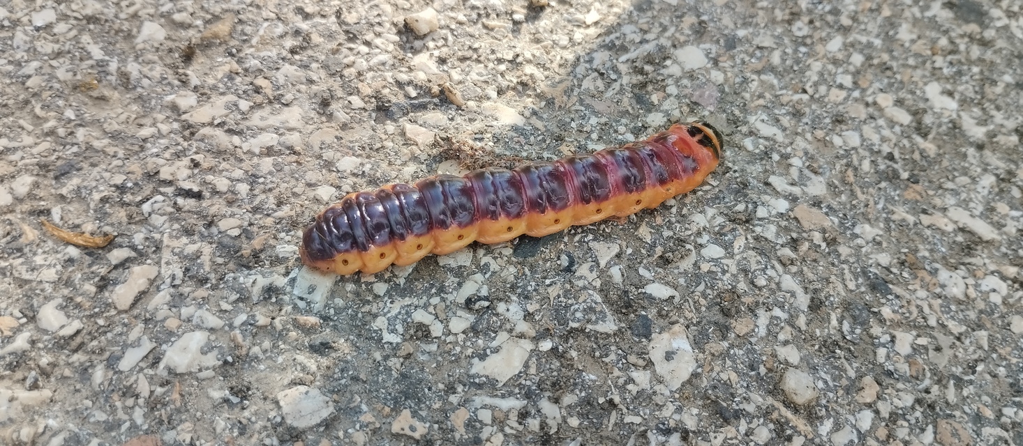 Cossus cossus - fűzfarontólepke