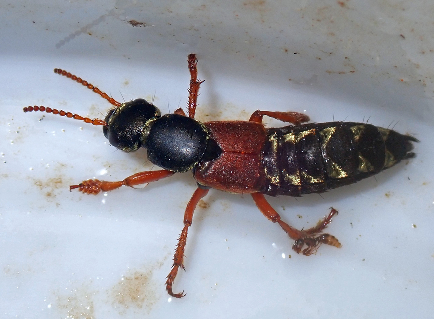 Staphylinus caesareus - aranysujtásos holyva