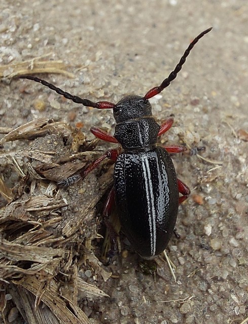 Dorcadion pedestre - kétsávos gyalogcincér