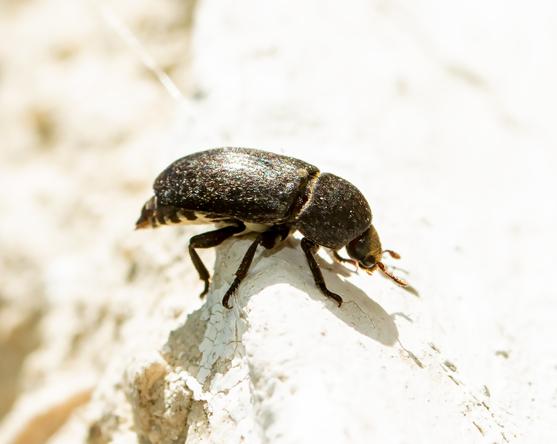 Dermestes laniarius - gyászos porva Dermestes laniarius - gyászos porva