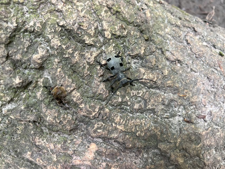 Morimus asper funereus - gyászcincér
