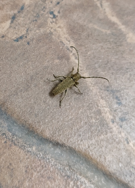 Pilemia hirsutula - macskaherecincér