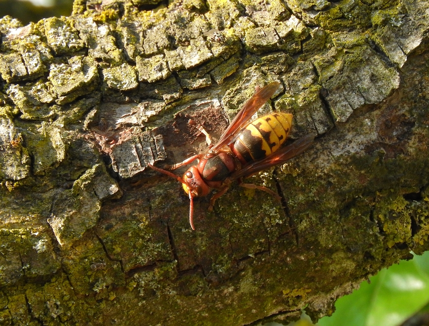 Vespa crabro - lódarázs