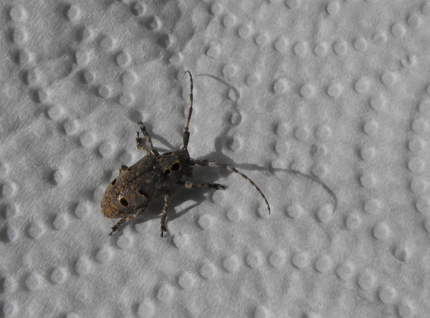 Mesosa curculionoides - szemfoltos cincér