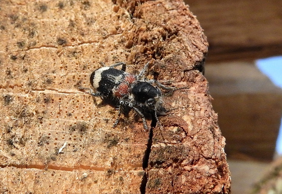 Clerus mutillarius - feketenyakú szúfarkas