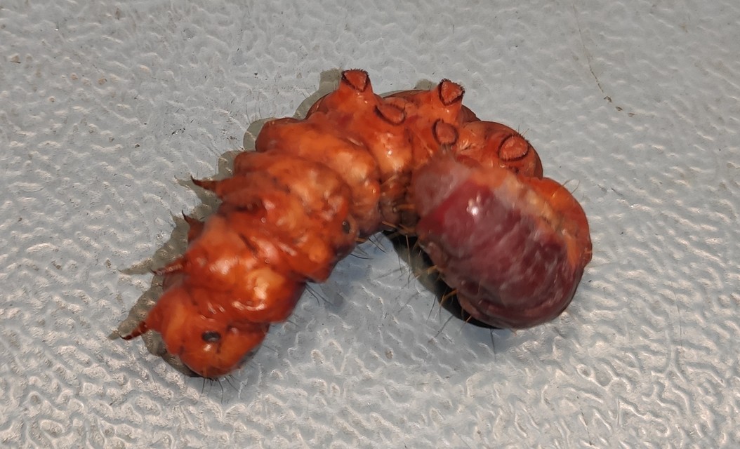 Cossus cossus - fűzfarontólepke