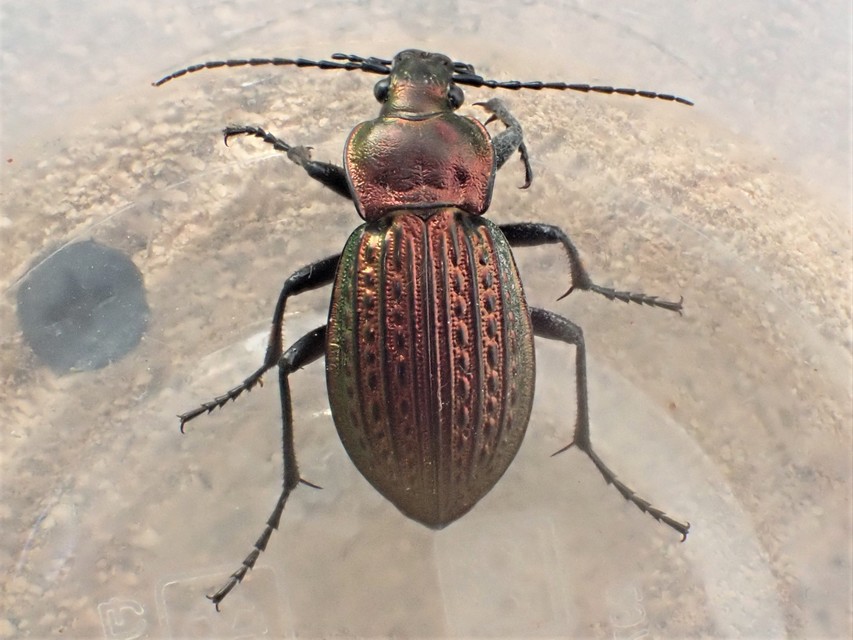 Carabus ulrichii - rezes futrinka Carabus ulrichii - rezes futrinka