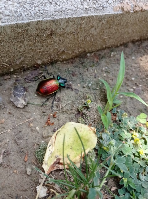 Calosoma sycophanta - aranyos bábrabló