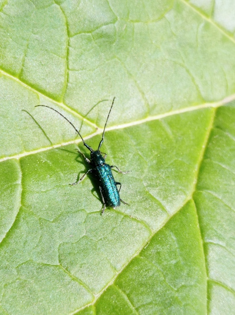 Agapanthia violacea - kék somkórócincér