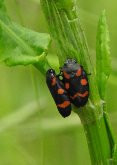 Cercopis arcuata/sanguinolenta