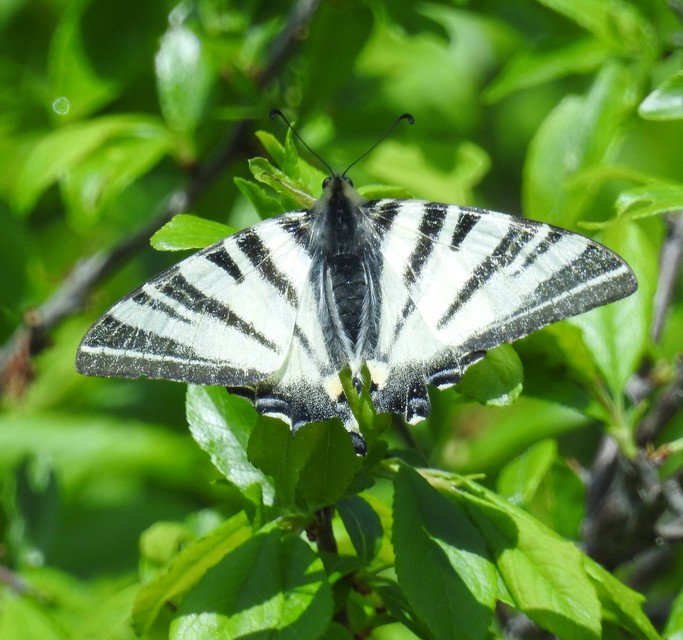 Iphiclides podalirius - kardoslepke