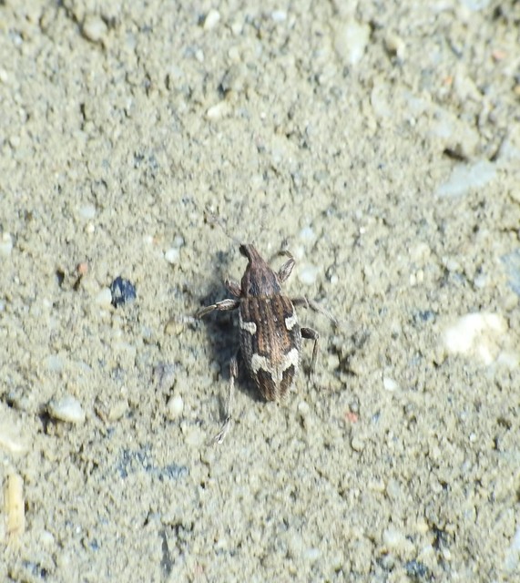 Graptus