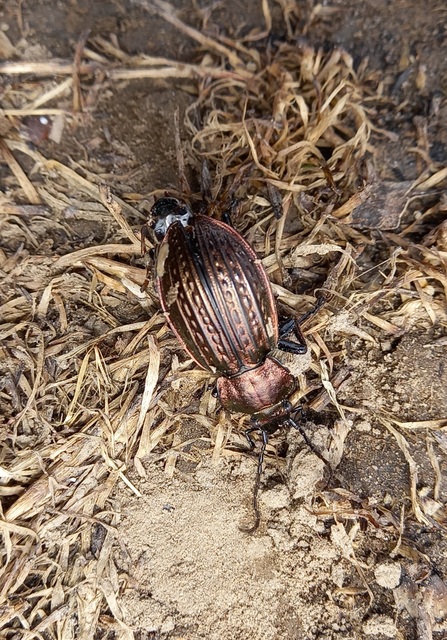 Carabus ulrichii - rezes futrinka Carabus ulrichii - rezes futrinka