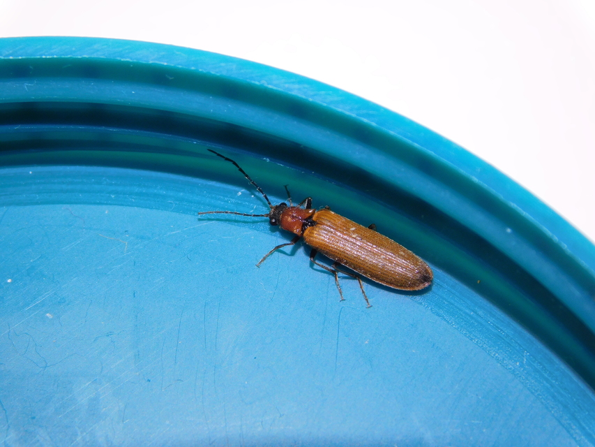 Denticollis linearis - dülledtszemű pattanó