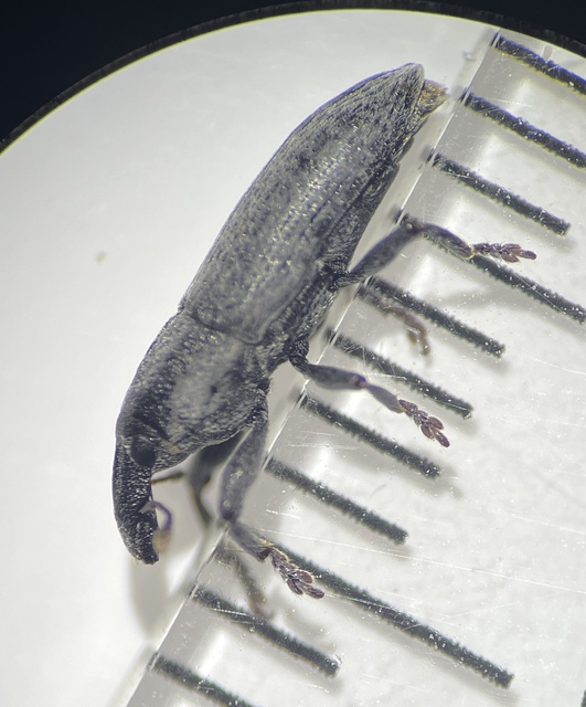 Lixus brevipes - vaskosorrú dudvabarkó