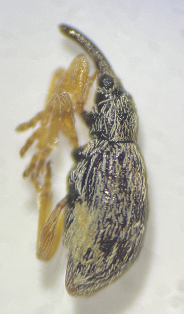 Taeniapion urticarium - csalán-cickányormányos
