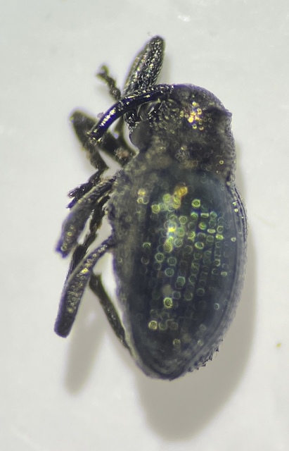 Ceutorhynchus erysimi - kis repcsény-ceutormányos