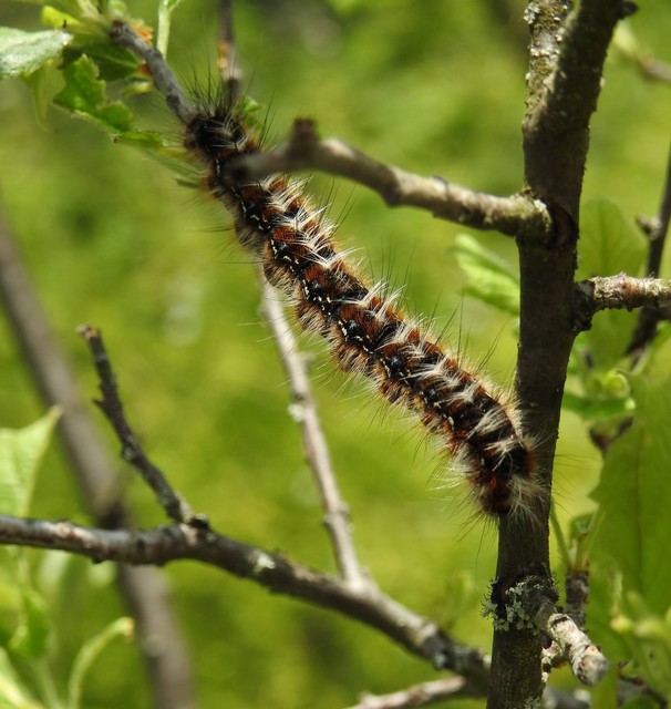 Eriogaster catax - sárga gyapjasszövő