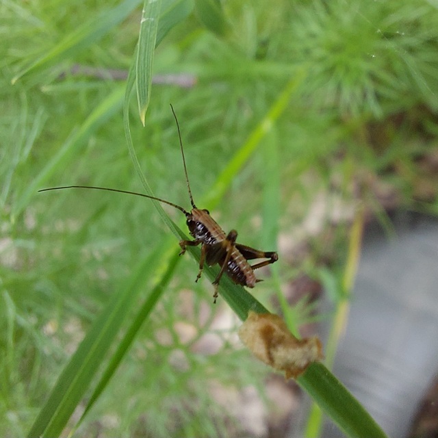 Pholidoptera griseoaptera - szürke avarszöcske