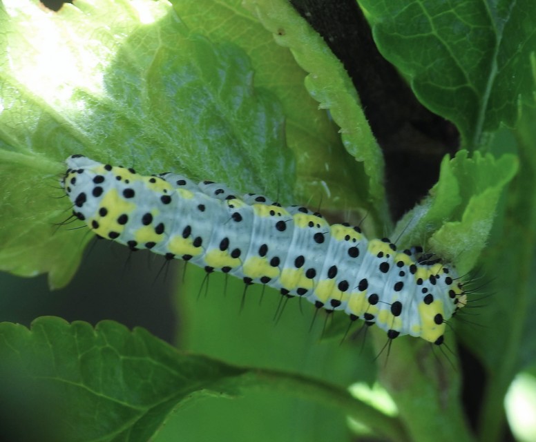 Diloba caeruleocephala - őszi kékesbagoly