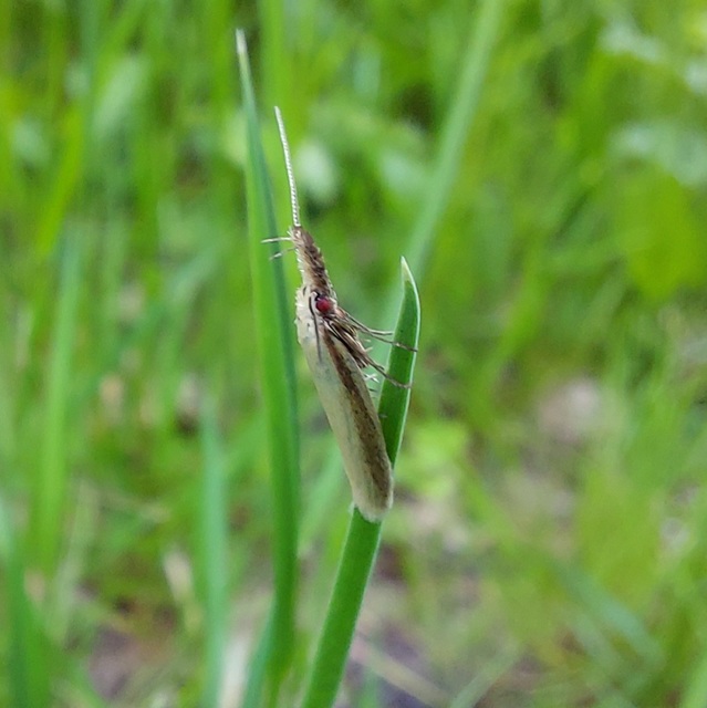 Pleurota