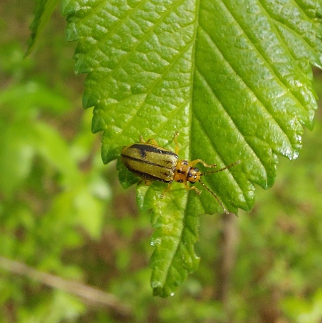 Xanthogalerucella luteola - szilfa-olajosbogár