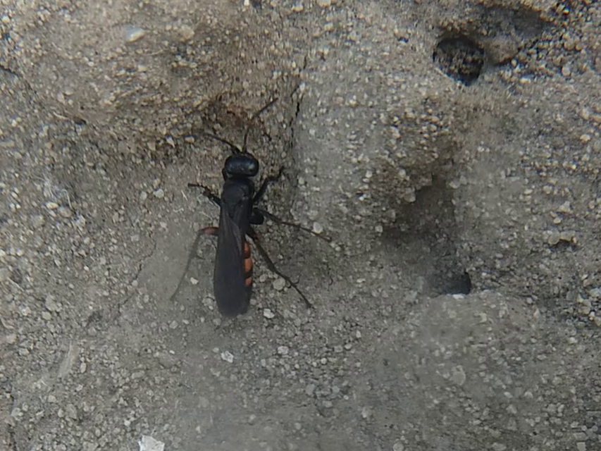 Anoplius viaticus - közönséges útonállódarázs