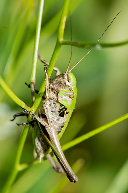 Decticus verrucivorus - szemölcsevő szöcske
