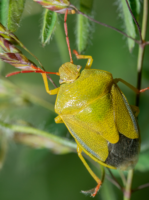 Piezodorus lituratus - bíboros címerespoloska Piezodorus lituratus - bíboros címerespoloska