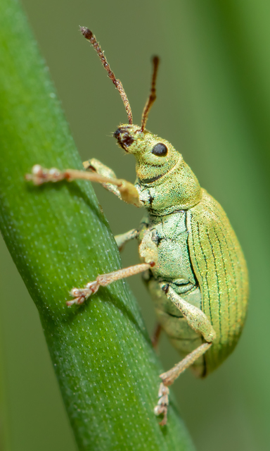 Phyllobius virideaeris - halványzöld levélormányos